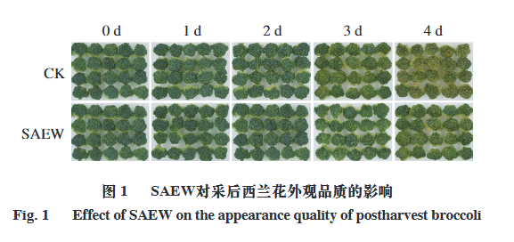 微酸性電解水對(duì)采后西蘭花葉綠素降解的影響